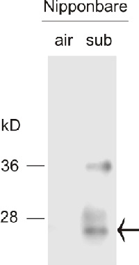 Sub1C | submergence-1C in the group Antibodies for Plant/Algal / Environmental Stress / Hypoxia at Agrisera AB (Antibodies for research) (AS11 1770)